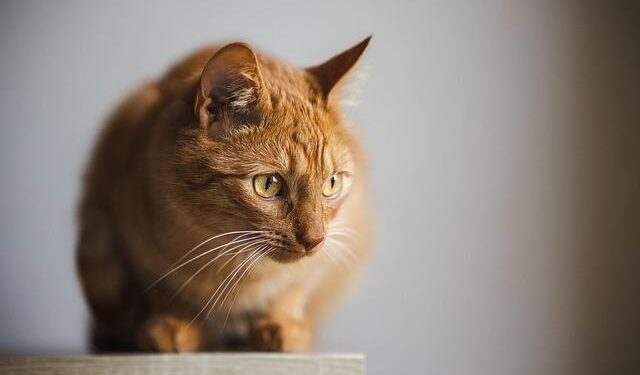 The Kitten Blueprint: Ditch Discipline and Create a Peaceful, Happy Home