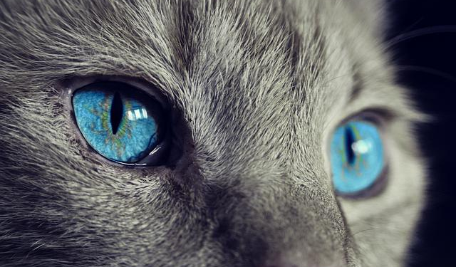 The Cashmere Cat: My Wild Quest Through Tangles, Dandruff, and Discovery to Unlock the Secret of a Flawless Fur Coat