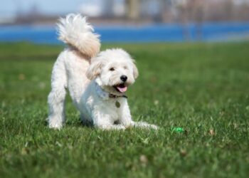 Mastering the Walk: How I Stopped Struggling with My Dog and Started Leading with Confidence