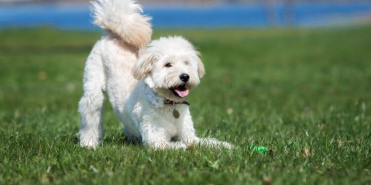 Mastering the Walk: How I Stopped Struggling with My Dog and Started Leading with Confidence