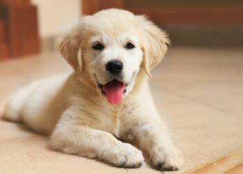 Cracking the Recall Code: How Behavioral Economics Helped Me Get My Puppy to Listen