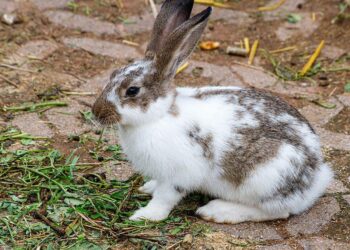 The Rabbit Diplomat: How I Gained My Bunny’s Trust Without Training