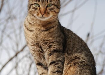 How I Discovered the Engineering Secret That Transformed the Way I Feed My Cat